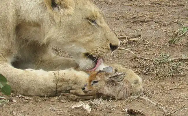 You’ll Be Surprised Once You Find Out What This Lioness Did When It Found A Baby Deer