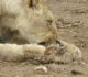 You’ll Be Surprised Once You Find Out What This Lioness Did When It Found A Baby Deer