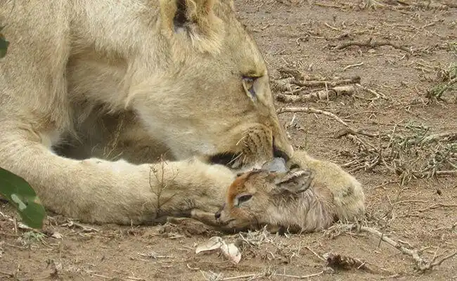 You’ll Be Surprised Once You Find Out What This Lioness Did When It Found A Baby Deer